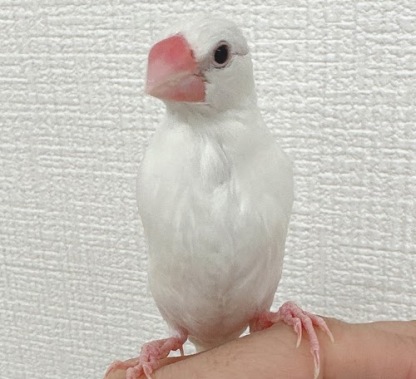 文鳥（クリームイノ）BBci-1015