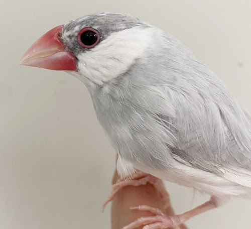 文鳥（シルバー） BBsv-1020