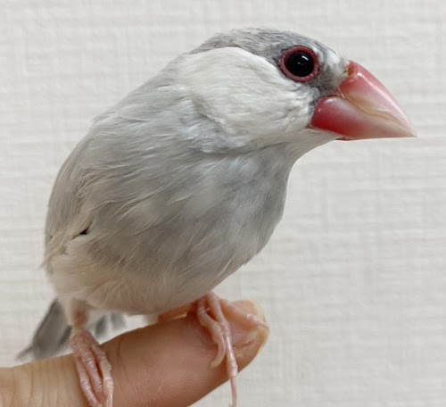 文鳥（シルバー） BBsv-1020
