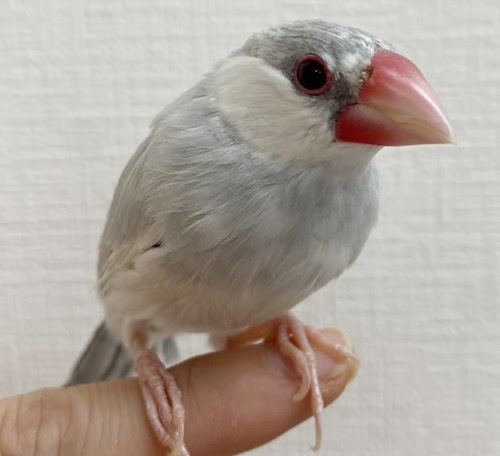 文鳥（シルバー） BBsv-1020