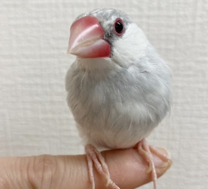 文鳥（シルバー） BBsv-1020