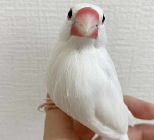 文鳥（ホワイト） BBw-1019