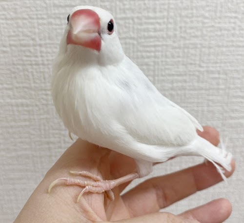 文鳥（ホワイト） BBw-1019