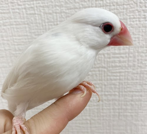 文鳥（ホワイト） BBw-1019