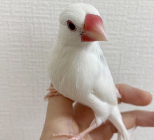 文鳥（ホワイト） BBw-1019