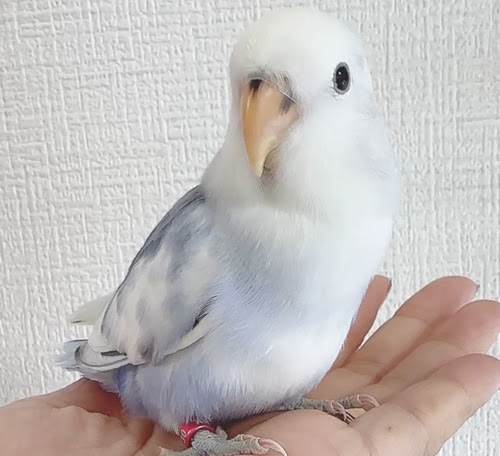 コザクラインコ（ピュアホワイト） BKvp-1023