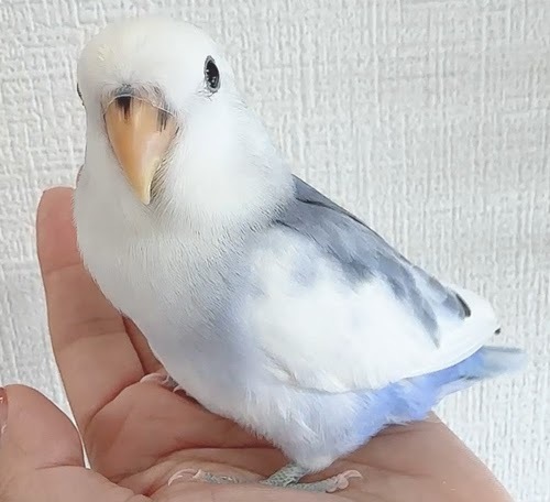 コザクラインコ（ピュアホワイト） BKvp-1023