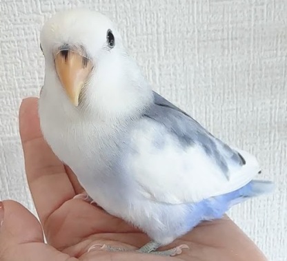 コザクラインコ（ピュアホワイト） BKvp-1023
