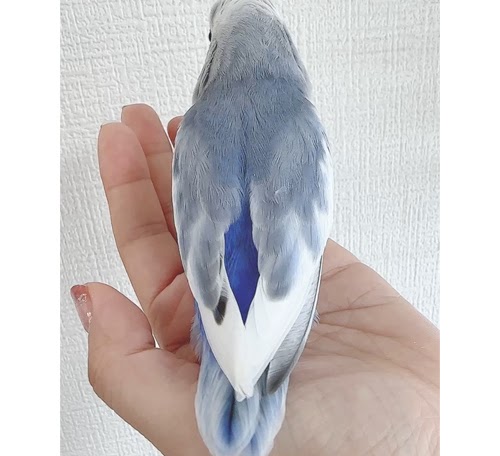 コザクラインコ（ピュアホワイト） BKvp-1023