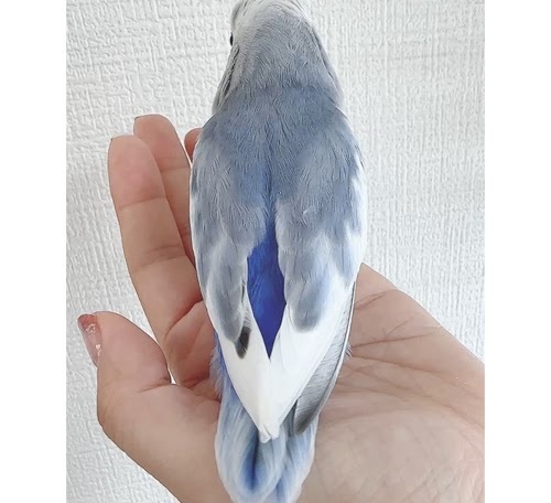 コザクラインコ（ピュアホワイト） BKvp-1023