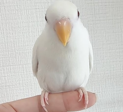 コザクラインコ（ピュアホワイト） BKw-1022