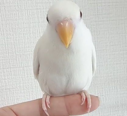 コザクラインコ（ピュアホワイト） BKw-1022
