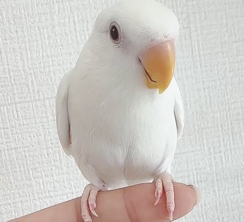 コザクラインコ（ピュアホワイト） BKw-1022