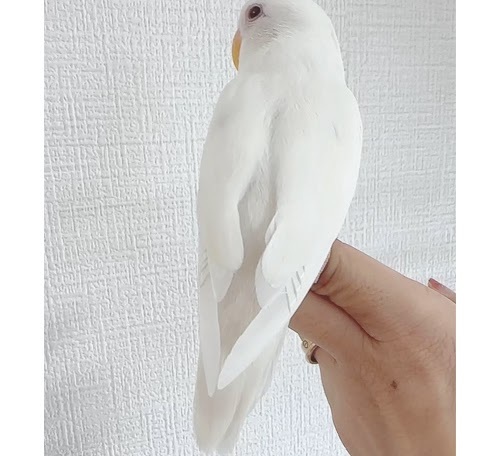 コザクラインコ（ピュアホワイト） BKw-1022