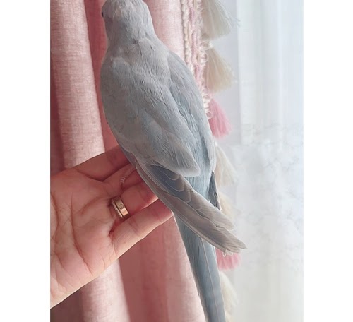 オキナインコ（ブルーオパーリン） BObp-1021