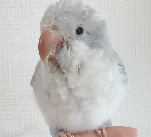 オキナインコ（ブルーオパーリン） BObp-1021