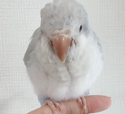 オキナインコ（ブルーオパーリン） BObp-1021