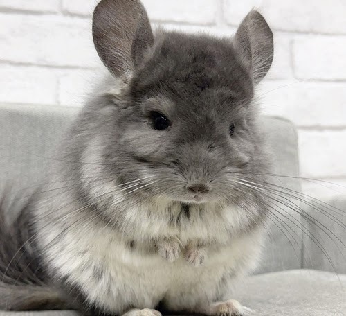 アンゴラチンチラ（バイオレット）Cav-M718