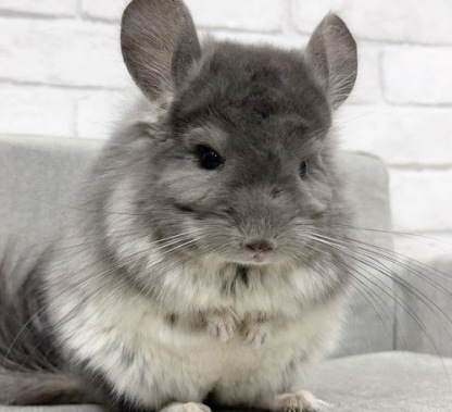 アンゴラチンチラ（バイオレット）Cav-M718