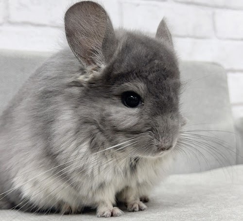 アンゴラチンチラ（バイオレット）Cav-M718