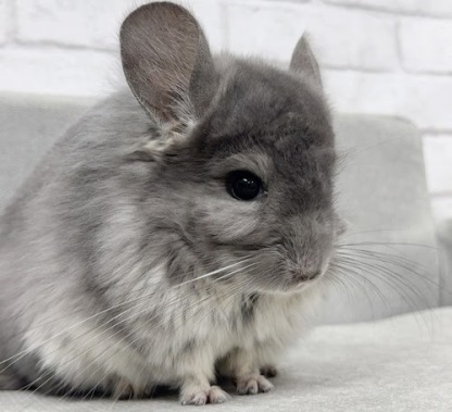 アンゴラチンチラ（バイオレット）Cav-M718