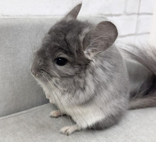 アンゴラチンチラ（バイオレット）Cav-M718