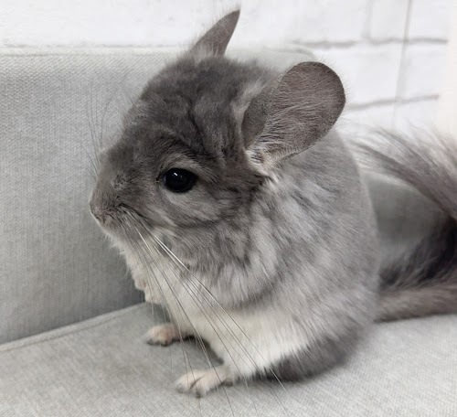 アンゴラチンチラ（バイオレット）Cav-M718