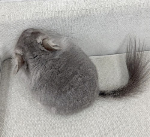 アンゴラチンチラ（バイオレット）Cav-M718