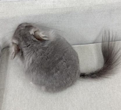 アンゴラチンチラ（バイオレット）Cav-M718