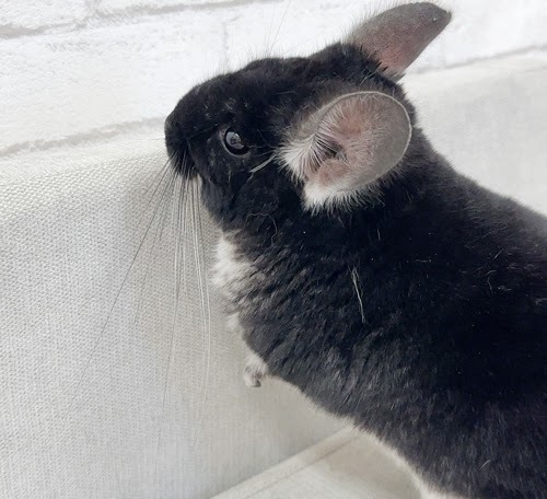 チンチラ（ブラックパール）Cbp-M721