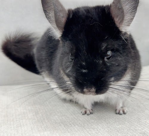 チンチラ（ブラックパール）Cbp-M721