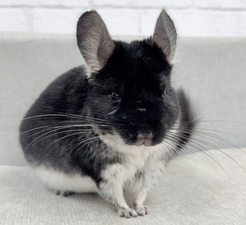 チンチラ（ブラックパール）Cbp-M721