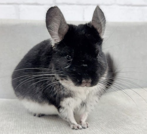 チンチラ（ブラックパール）Cbp-M721