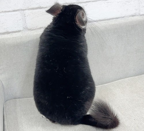 チンチラ（ブラックパール）Cbp-M721