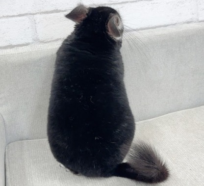 チンチラ（ブラックパール）Cbp-M721