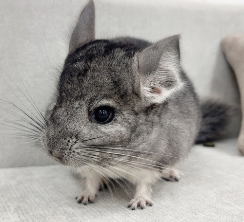 チンチラ（グレー）Cg-F781