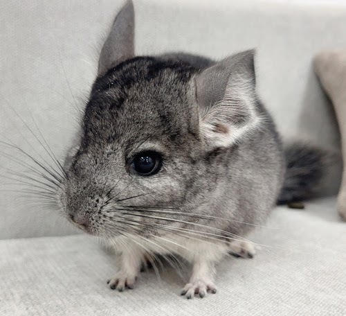 チンチラ（グレー）Cg-F781