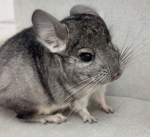 チンチラ（グレー）Cg-F781