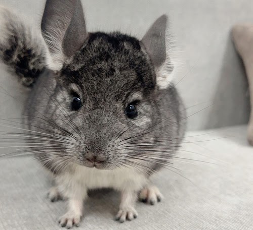 チンチラ（グレー）Cg-F781