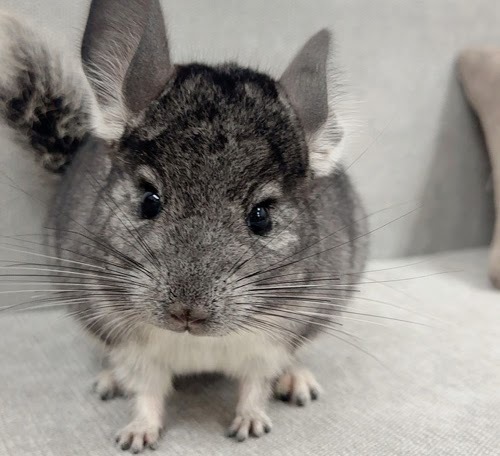 チンチラ（グレー）Cg-F781