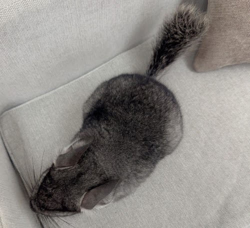 チンチラ（グレー）Cg-F781