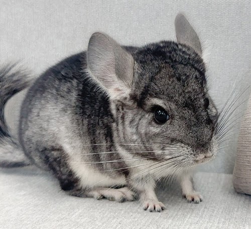 チンチラ（グレー）Cg-F782