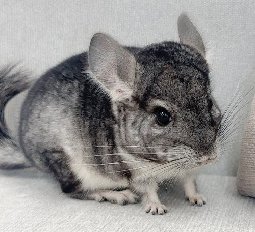 チンチラ（グレー）Cg-F782