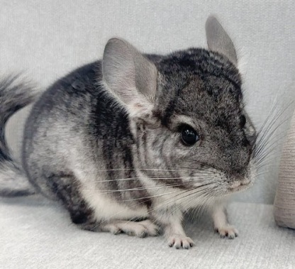 チンチラ（グレー）Cg-F782