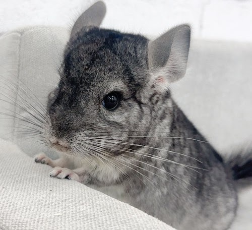 チンチラ（グレー）Cg-F782