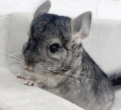 チンチラ（グレー）Cg-F782