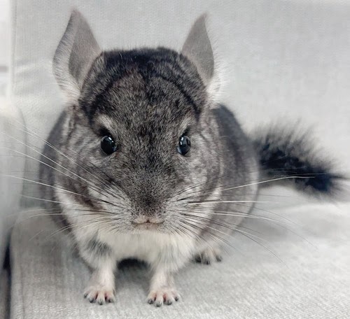 チンチラ（グレー）Cg-F782