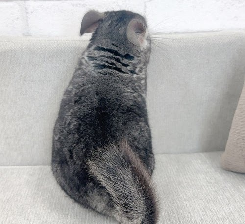 チンチラ（グレー）Cg-F782