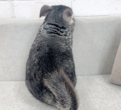 チンチラ（グレー）Cg-F782