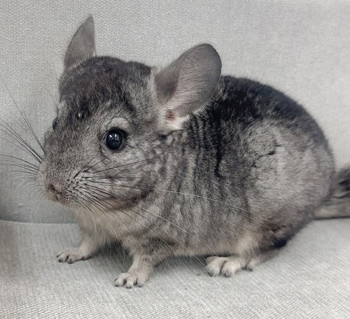 チンチラ（グレー）Cg-F788